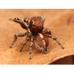 Jumping spider