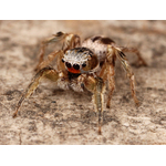 The jumping spider