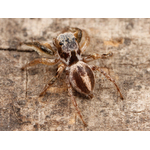 Habronattus virgulatus