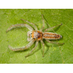 Hentzia Mitrata spider