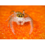 Jumping spider