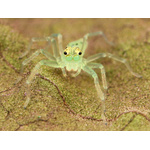 Female jumping spider