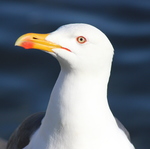 Lesser Black-backed Gull