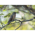 Il colibrì Bum