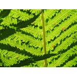 Fern bitki makro fotoğraf