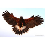 Harris hawk isolado em azul brilhante.