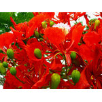 Fleurs exotiques rouges