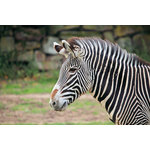 Zebra profil portresi