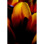 Tulip centrul macro fotografie