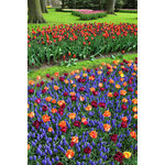 Parc floral avec tulipes