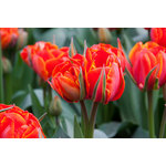 Flores tulipa linda