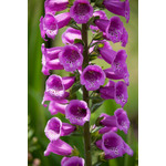 Digitalis Purpurea