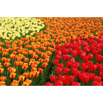 Floraison des tulipes au printemps