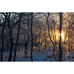 Amanecer de invierno en un bosque