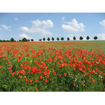 Coquelicots