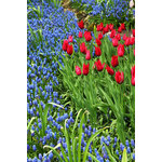 Jacinthes et tulipes dans le parc