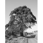 Arbre sur une vieille photo