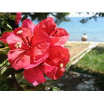 Bougainvillea glabra rostlina