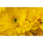 Close-up van Blooming chrysanten