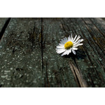 Daisy on the wood