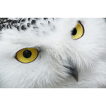 Snowy owl's ansikte