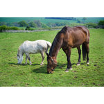 Caballos sobre la verde hierba.