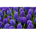 Kvetoucí modré hyacinty