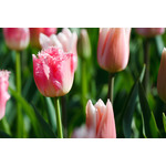 Tulipes roses bouchent