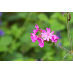 Fleurs de la forêt en couleur rose