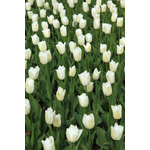 Witte tulpen in veld