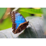 Morpho peleides blauw