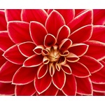 Red dahlia in close up view