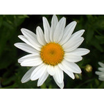 White daisy close up