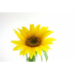 Flor girasol aislado