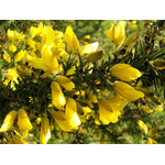 Gorse flori in natura