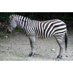 Profilul Zebra in natura