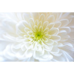 Dahlia květ makro fotografie