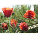 Poppies and wheat