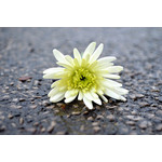 Flower On The Road