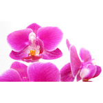 Pink Orchid isolated