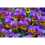 Floraison fleurs pansy