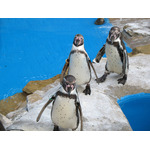 Grupo de pinguins no zoológico