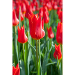 Tulpen veld