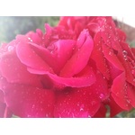 Imagem de close-up de uma rosa