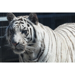 Royal White Tiger afbeelding