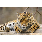 Jaguar a dormir