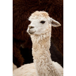 Witte Llama