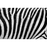 Zebra textur